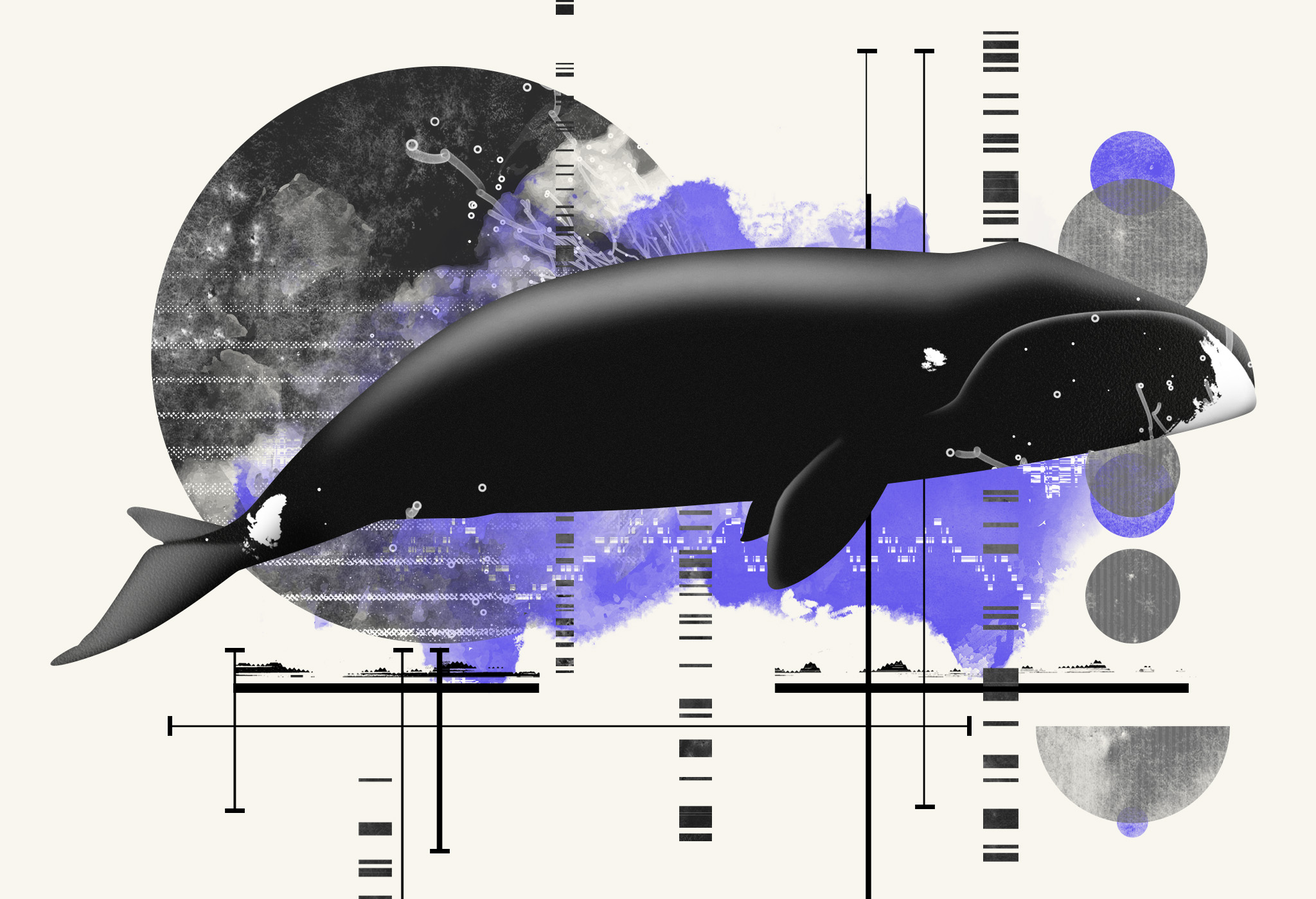 DNA repair and anti-cancer mechanisms in the longest-living mammal: the bowhead whale